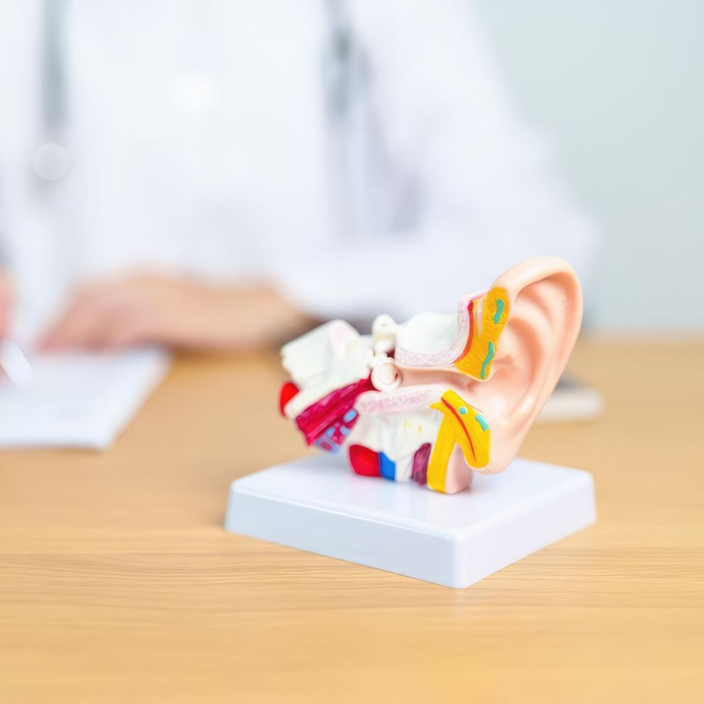An anatomical model of a human ear on a wooden desk with a doctor working in the blurred background.